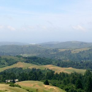 Djerassi Resident Arts Program