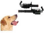 Dog and gun
